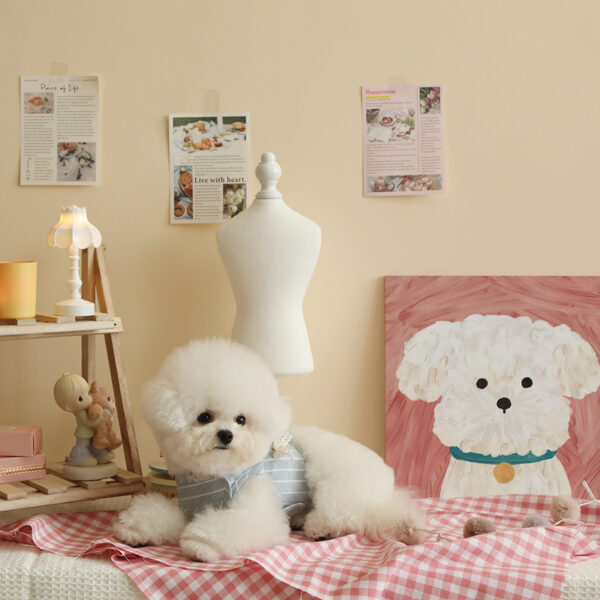 Striped Lace Bow Harness + Leash Set