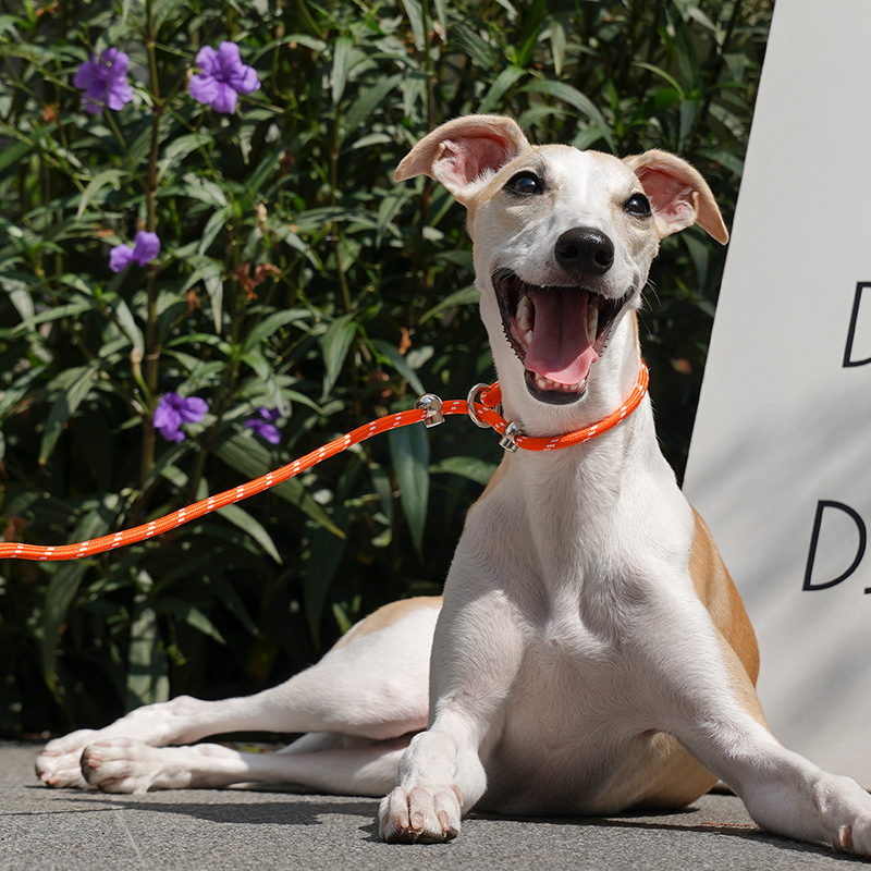 New New Pet Leash - Image 2