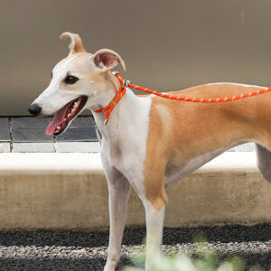 New New Pet Leash - Image 3