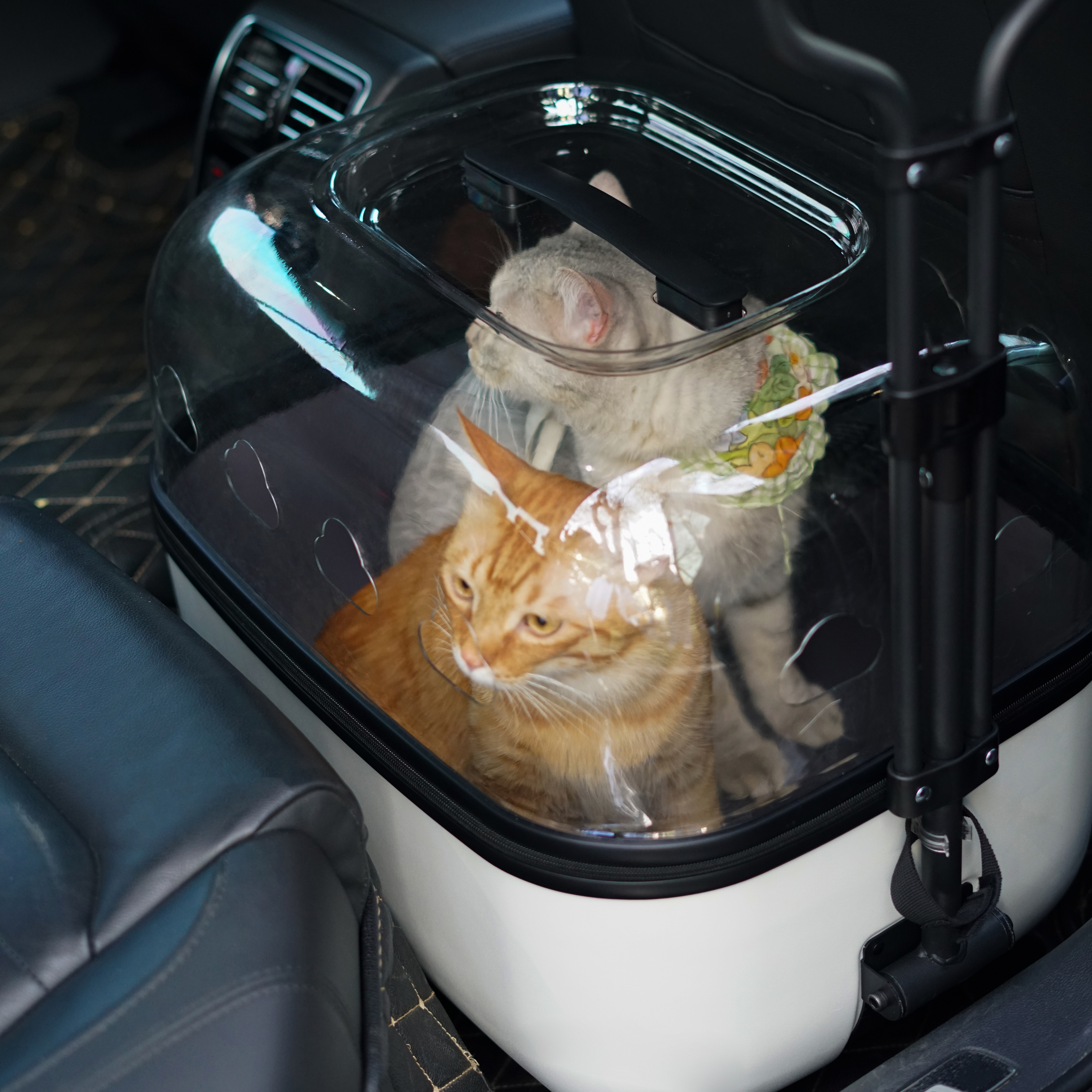 Crystal Cloud Pet Stroller - Image 4