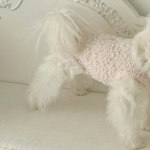 Comely Rose Lace Cotton Innerwear