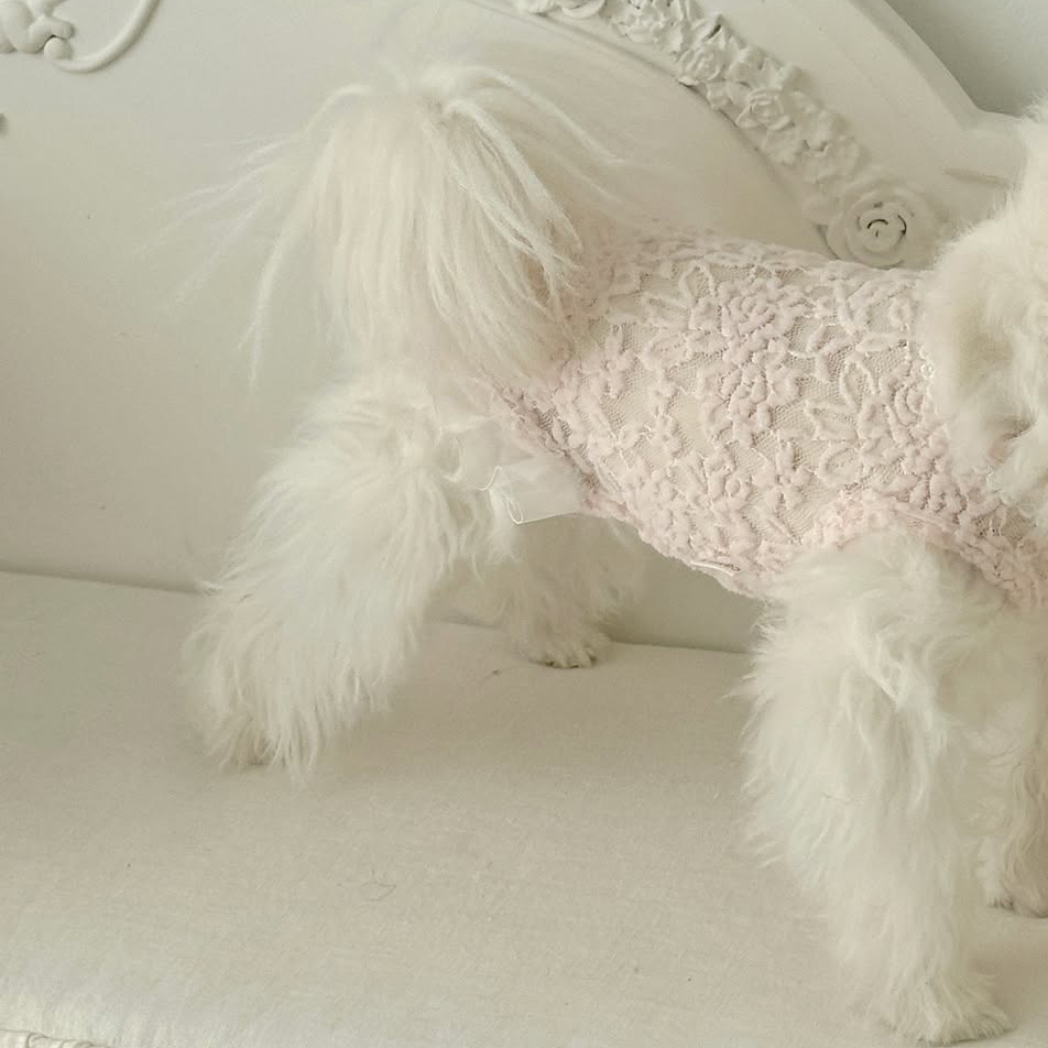 Comely Rose Lace Cotton Innerwear - Image 7