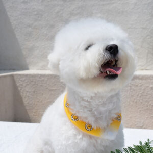 Bailey Ice Neck Cooler