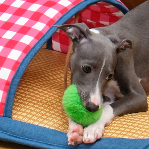 Rattan Slipper Pet Bed - Image 5