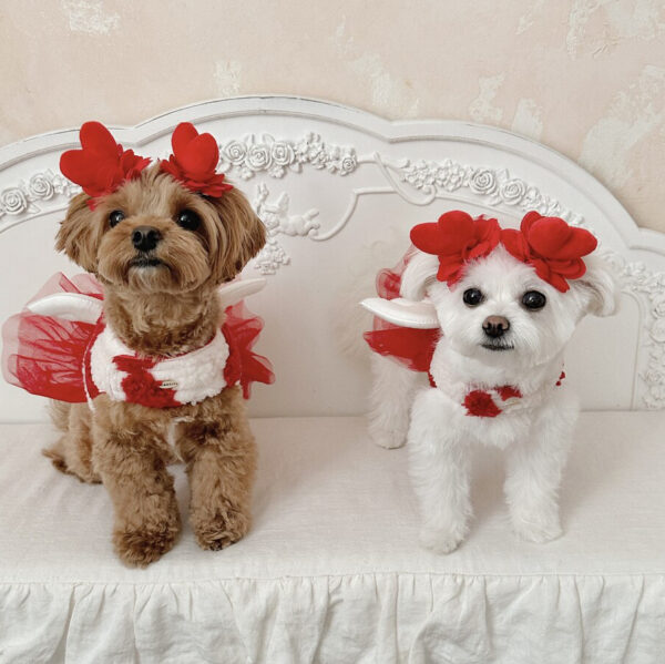 Comely Valentine Angel Harness